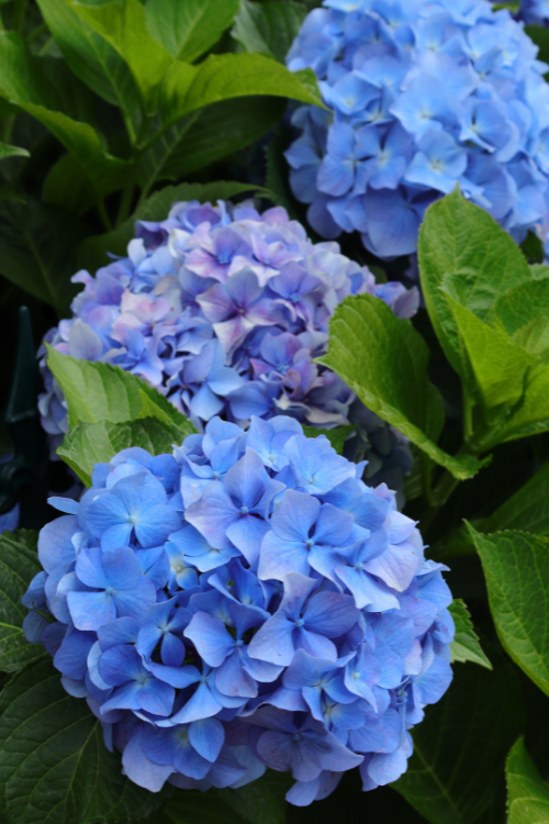 Photo of blue hydrangea blooms