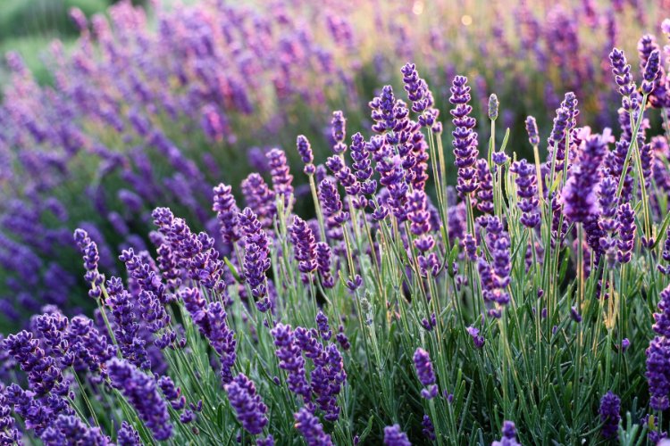 Image of lavender in bloom